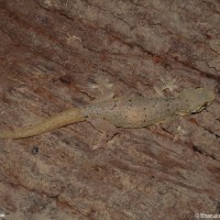 Hemidactylus